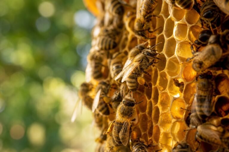 Honeybees working on golden honeycomb in warm sunlight